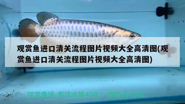 长沙最大的水族市场（长沙最大的鱼市在哪里） 养鱼知识 第3张