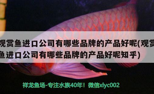 长沙最大的水族市场（长沙最大的鱼市在哪里） 养鱼知识 第1张