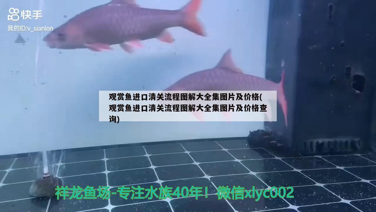 观赏鱼进口清关流程图解大全集图片及价格(观赏鱼进口清关流程图解大全集图片及价格查询) 观赏鱼进出口