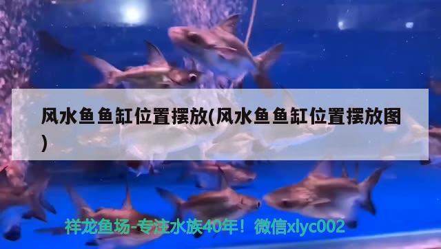 银龙鱼要多少水温才能养（银龙鱼多少水温合适） 银龙鱼 第2张