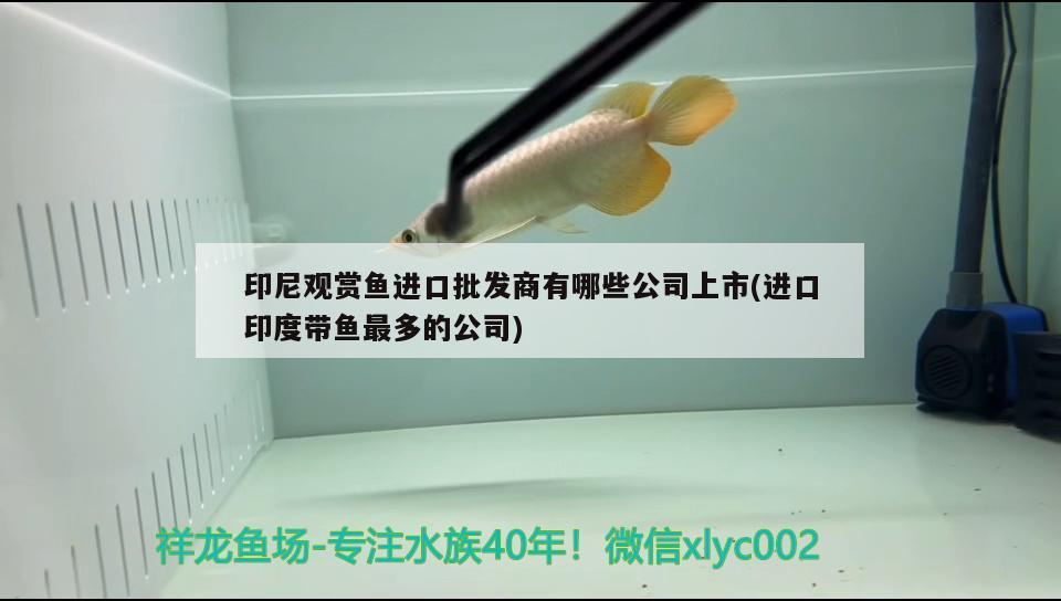 印尼观赏鱼进口批发商有哪些公司上市(进口印度带鱼最多的公司) 观赏鱼进出口