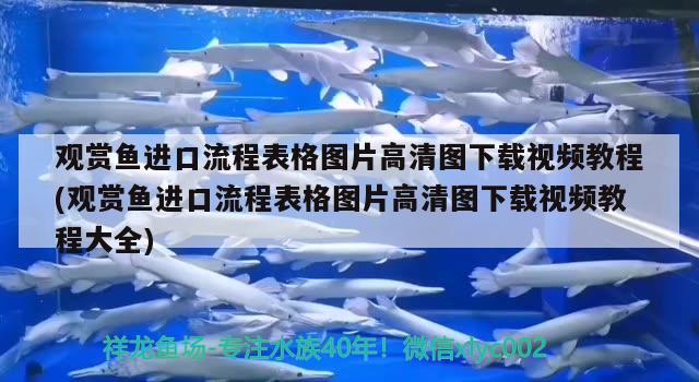 观赏鱼进口流程表格图片高清图下载视频教程(观赏鱼进口流程表格图片高清图下载视频教程大全) 观赏鱼进出口