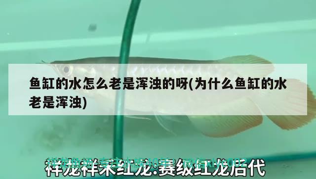 鱼缸的水怎么老是浑浊的呀(为什么鱼缸的水老是浑浊) 丹顶锦鲤鱼