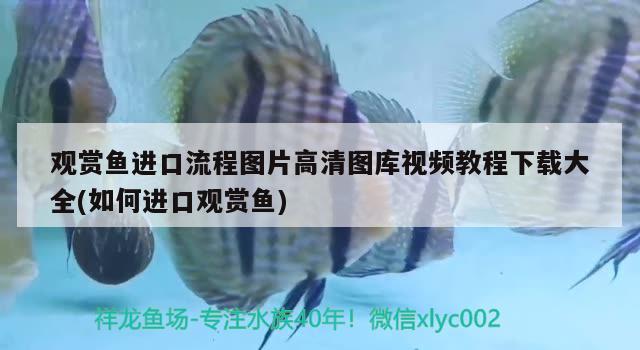 观赏鱼进口流程图片高清图库视频教程下载大全(如何进口观赏鱼) 观赏鱼进出口