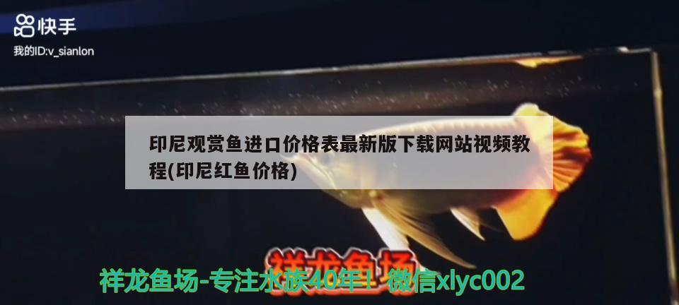 印尼观赏鱼进口价格表最新版下载网站视频教程(印尼红鱼价格) 观赏鱼进出口