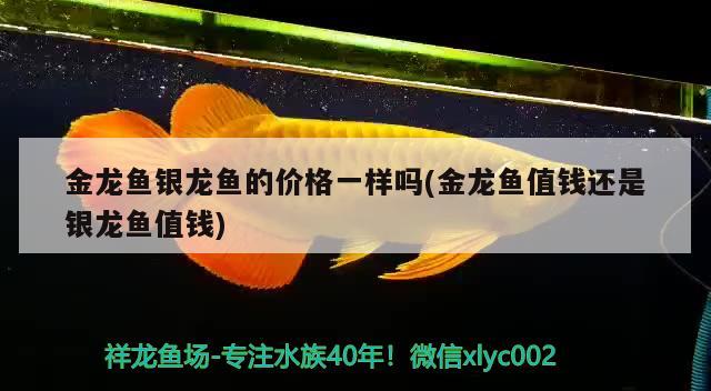 金龙鱼活体图片欣赏（金龙鱼活体图片欣赏高清） 广州观赏鱼批发市场