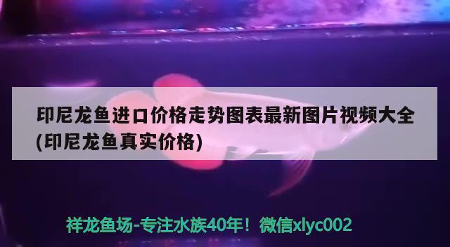 印尼龙鱼进口价格走势图表最新图片视频大全(印尼龙鱼真实价格) 观赏鱼进出口