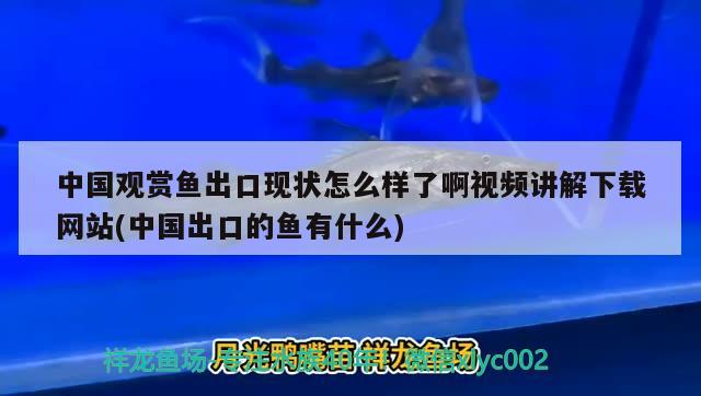 中国观赏鱼出口现状怎么样了啊视频讲解下载网站(中国出口的鱼有什么) 观赏鱼进出口