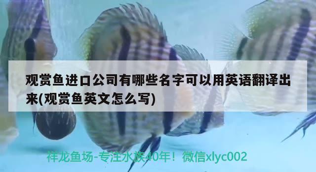 观赏鱼进口公司有哪些名字可以用英语翻译出来(观赏鱼英文怎么写) 观赏鱼进出口