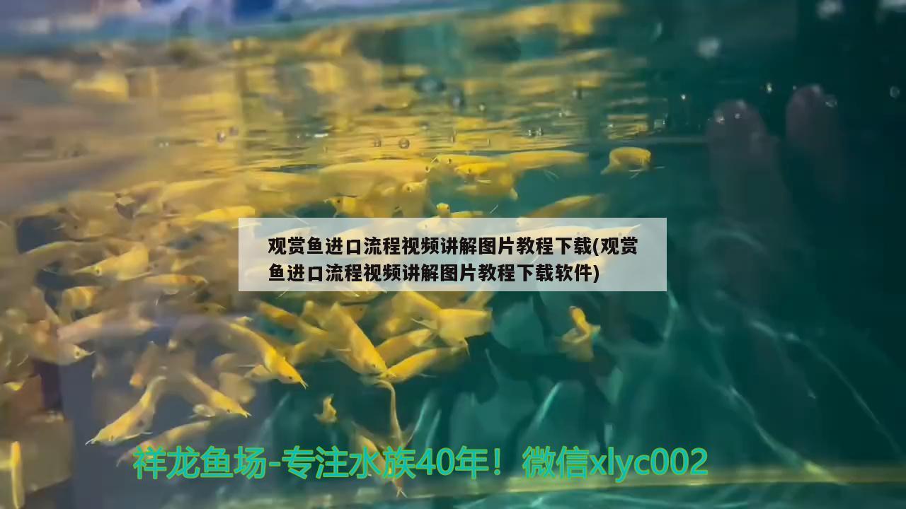 观赏鱼进口流程视频讲解图片教程下载(观赏鱼进口流程视频讲解图片教程下载软件) 观赏鱼进出口