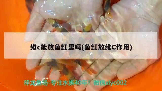 维c能放鱼缸里吗(鱼缸放维C作用) 祥龙鱼场 第3张