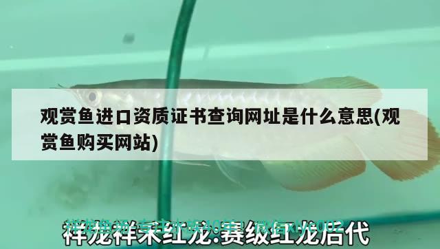 观赏鱼进口资质证书查询网址是什么意思(观赏鱼购买网站) 观赏鱼进出口