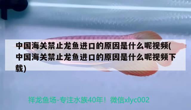 中国海关禁止龙鱼进口的原因是什么呢视频(中国海关禁止龙鱼进口的原因是什么呢视频下载) 观赏鱼进出口