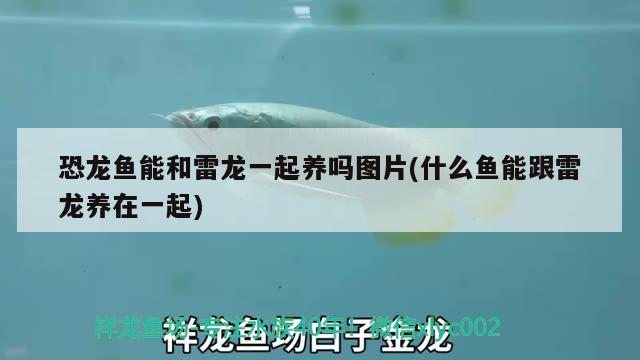 红龙鱼混养最佳搭配方法：红龙鱼混养最佳搭配方法视频