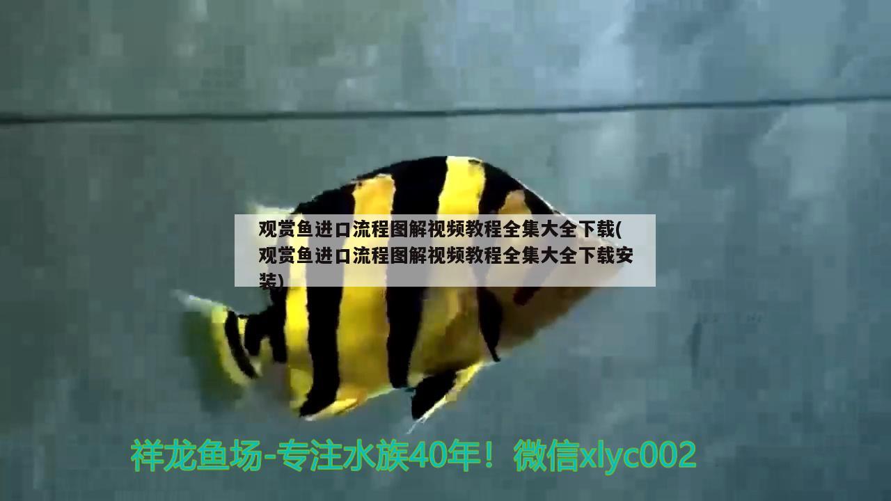 观赏鱼进口流程图解视频教程全集大全下载(观赏鱼进口流程图解视频教程全集大全下载安装)