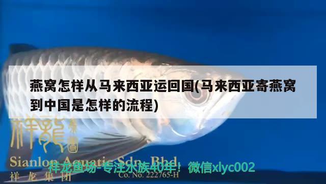 燕窝怎样从马来西亚运回国(马来西亚寄燕窝到中国是怎样的流程)