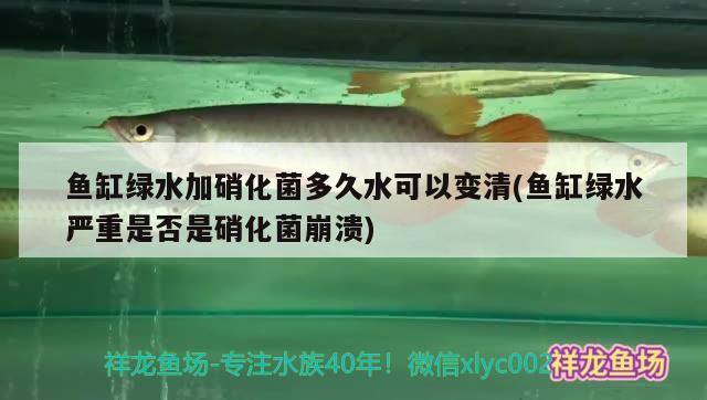 印尼观赏鱼进口品种大全图解视频下载软件安装(印尼有哪些鱼)