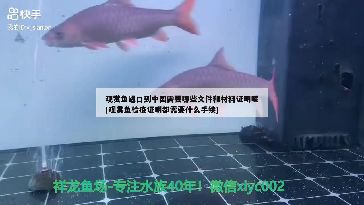 金龙鱼饵好不好吃（金龙鱼吃起来怎么样） 水草 第2张