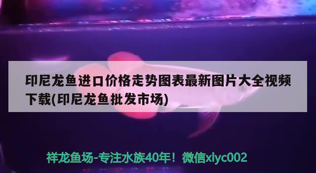 印尼龙鱼进口价格走势图表最新图片大全视频下载(印尼龙鱼批发市场)