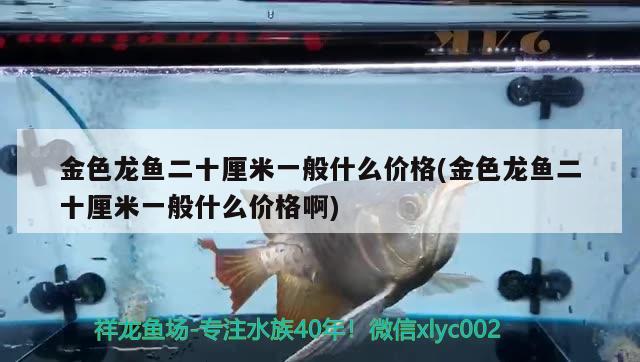 金色龙鱼二十厘米一般什么价格(金色龙鱼二十厘米一般什么价格啊)