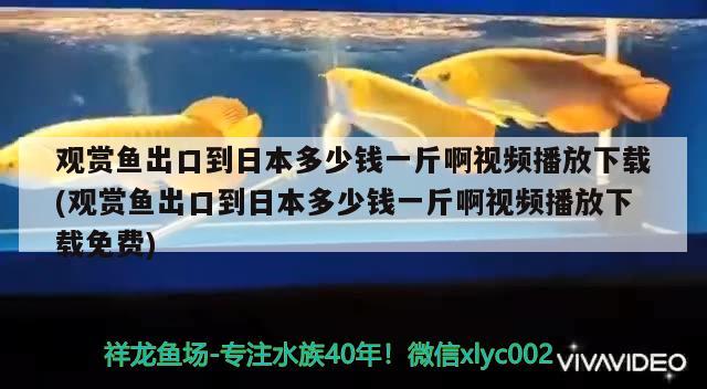 龙鱼所有品种图片大全(龙鱼品种图鉴) 2024第28届中国国际宠物水族展览会CIPS（长城宠物展2024 CIPS） 第1张