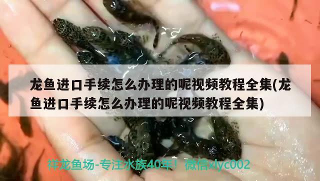 龙鱼进口手续怎么办理的呢视频教程全集(龙鱼进口手续怎么办理的呢视频教程全集) 观赏鱼进出口