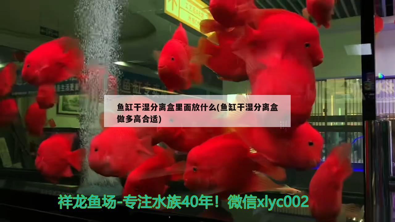 鱼缸干湿分离盒里面放什么(鱼缸干湿分离盒做多高合适) 黑桃A鱼苗