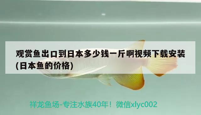 观赏鱼出口到日本多少钱一斤啊视频下载安装(日本鱼的价格) 观赏鱼进出口