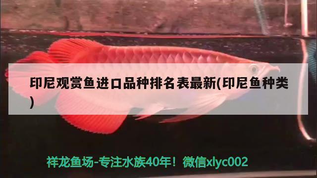 印尼观赏鱼进口品种排名表最新(印尼鱼种类)