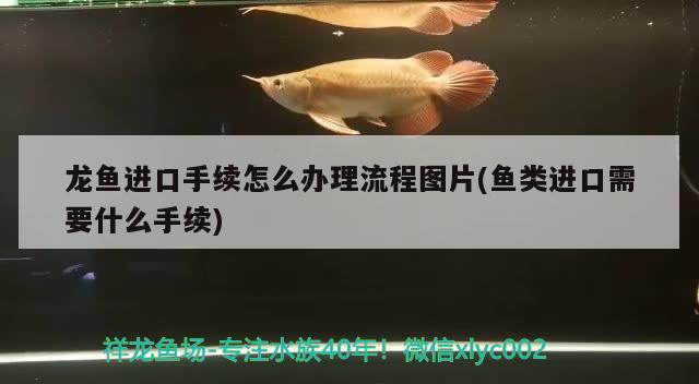 龙鱼进口手续怎么办理流程图片(鱼类进口需要什么手续) 观赏鱼进出口