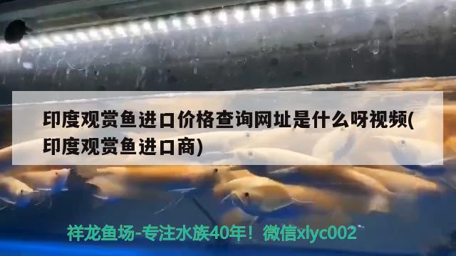 印度观赏鱼进口价格查询网址是什么呀视频(印度观赏鱼进口商)