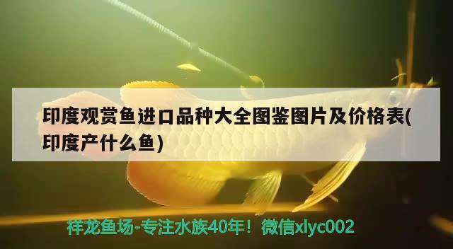 银龙鱼养了四年的银龙鱼被做成清蒸鱼，其口味与普通鱼有何不同？，养了四年的银龙鱼被做成清蒸鱼，其口味与普通鱼有何不同？