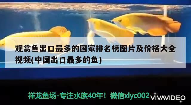 观赏鱼出口最多的国家排名榜图片及价格大全视频(中国出口最多的鱼)