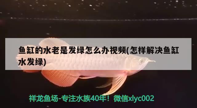 银龙鱼养了四年的银龙鱼被做成清蒸鱼，其口味与普通鱼有何不同？，养了四年的银龙鱼被做成清蒸鱼，其口味与普通鱼有何不同？