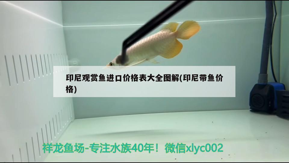 珍珠罗汉鱼哪个品种最好，德克萨斯罗汉鱼属于什么品种