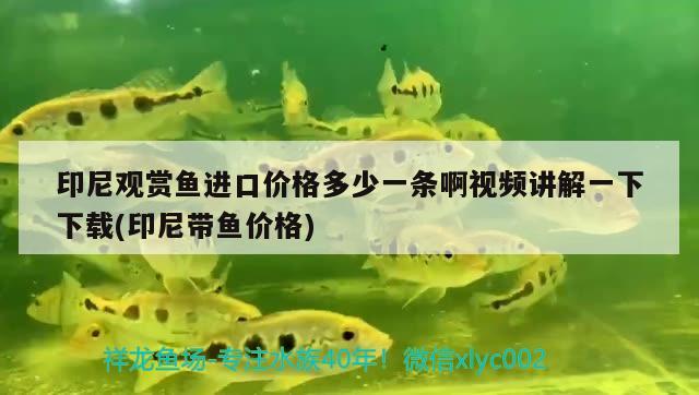 印尼观赏鱼进口价格多少一条啊视频讲解一下下载(印尼带鱼价格) 观赏鱼进出口