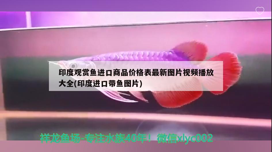 印度观赏鱼进口商品价格表最新图片视频播放大全(印度进口带鱼图片) 观赏鱼进出口