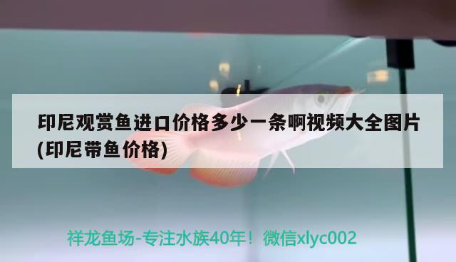 印尼观赏鱼进口价格多少一条啊视频大全图片(印尼带鱼价格) 观赏鱼进出口