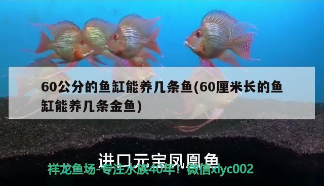 60公分的鱼缸能养几条鱼(60厘米长的鱼缸能养几条金鱼) 金老虎鱼