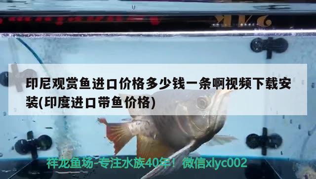 印尼观赏鱼进口价格多少钱一条啊视频下载安装(印度进口带鱼价格) 观赏鱼进出口