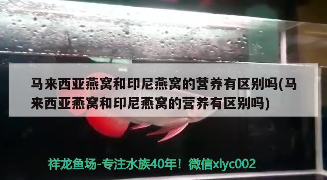 马来西亚燕窝和印尼燕窝的营养有区别吗(马来西亚燕窝和印尼燕窝的营养有区别吗) 马来西亚燕窝