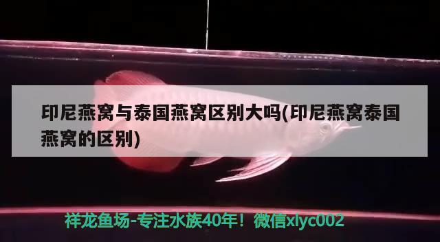 金鱼和清道夫鱼一起养（金鱼和什么清理鱼缸的鱼一起养） 观赏鱼 第1张