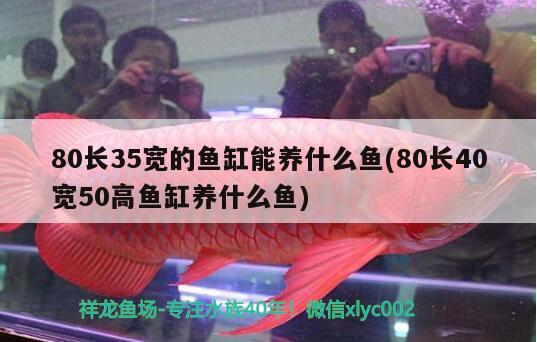 80长35宽的鱼缸能养什么鱼(80长40宽50高鱼缸养什么鱼)