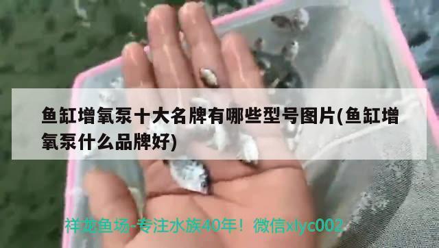 鱼缸增氧泵十大名牌有哪些型号图片(鱼缸增氧泵什么品牌好) 女王大帆鱼