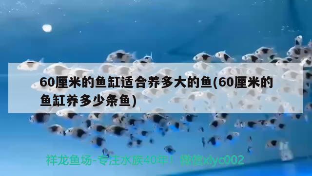 60厘米的鱼缸适合养多大的鱼(60厘米的鱼缸养多少条鱼) 广州观赏鱼批发市场