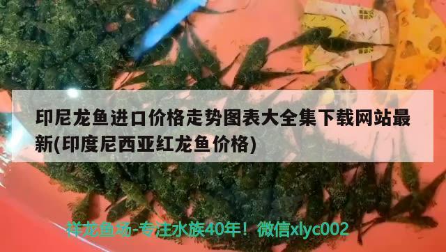 印尼龙鱼进口价格走势图表大全集下载网站最新(印度尼西亚红龙鱼价格)