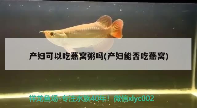 产妇可以吃燕窝粥吗(产妇能否吃燕窝) 马来西亚燕窝