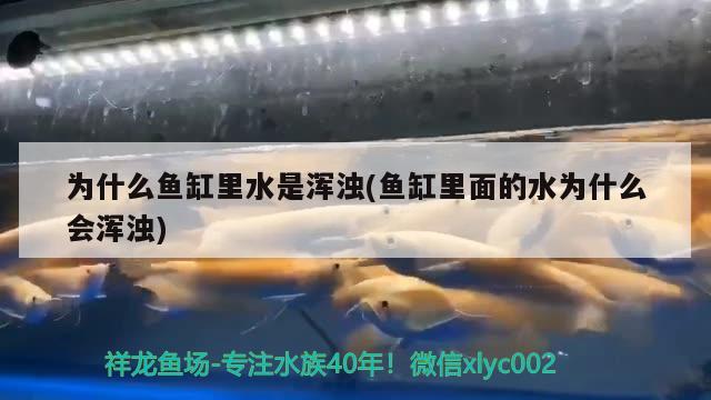 为什么鱼缸里水是浑浊(鱼缸里面的水为什么会浑浊) 魟鱼百科