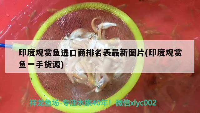 印度观赏鱼进口商排名表最新图片(印度观赏鱼一手货源)