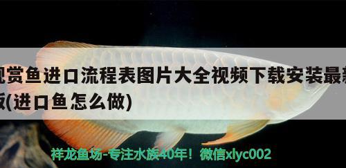 观赏鱼进口流程表图片大全视频下载安装最新版(进口鱼怎么做) 观赏鱼进出口